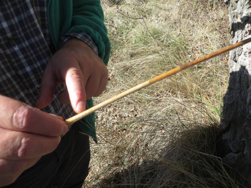 Investigando chopos cabeceros en Huesa del Común (Teruel, Aragón) (2022).