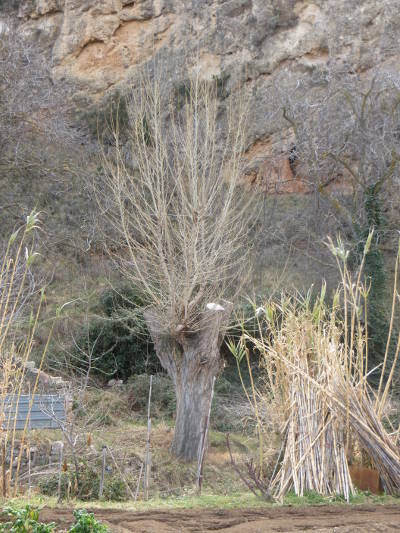 Fiesta del Arbol en Blesa, 2018