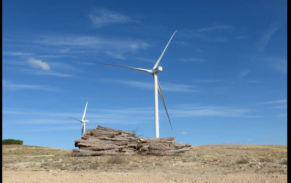 Troncos de pinos sacrificados para meter la SET del parque Los Gigantes en el único bosque de Blesa (Teruel), 2020