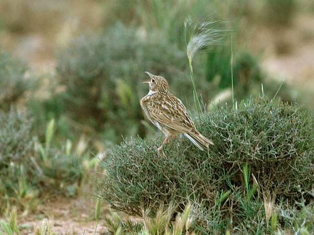 Dupont's Lark Chersophilus duponti singing at dawn, Morocco, by Mike Prince from Bangalore, India (licensed under the Creative Commons Attribution-Share Alike 2.0 Generic)