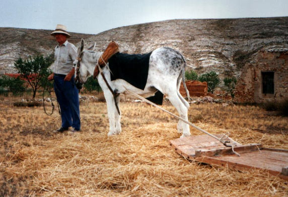 Bernardo trillando con su burro en 2000