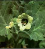 Flor de Beleño