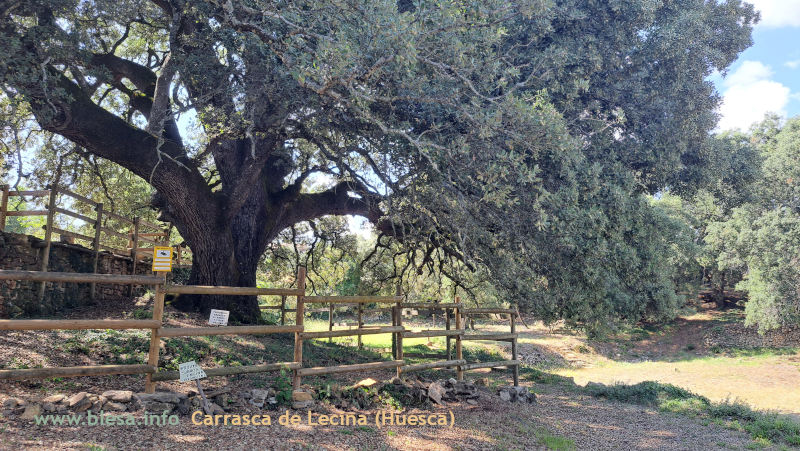 La carrasca de Lecina, hermosa estampa, pero parcial de ese enorme árbol.  www.blesa.info