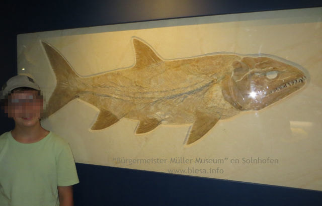 Museo de Solnhofen (Alemania).